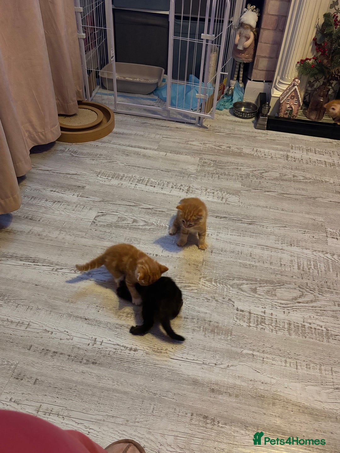 Ragdoll cats for sale: !!!Ready to reserve Ragdoll babies!!!  - Advert 5