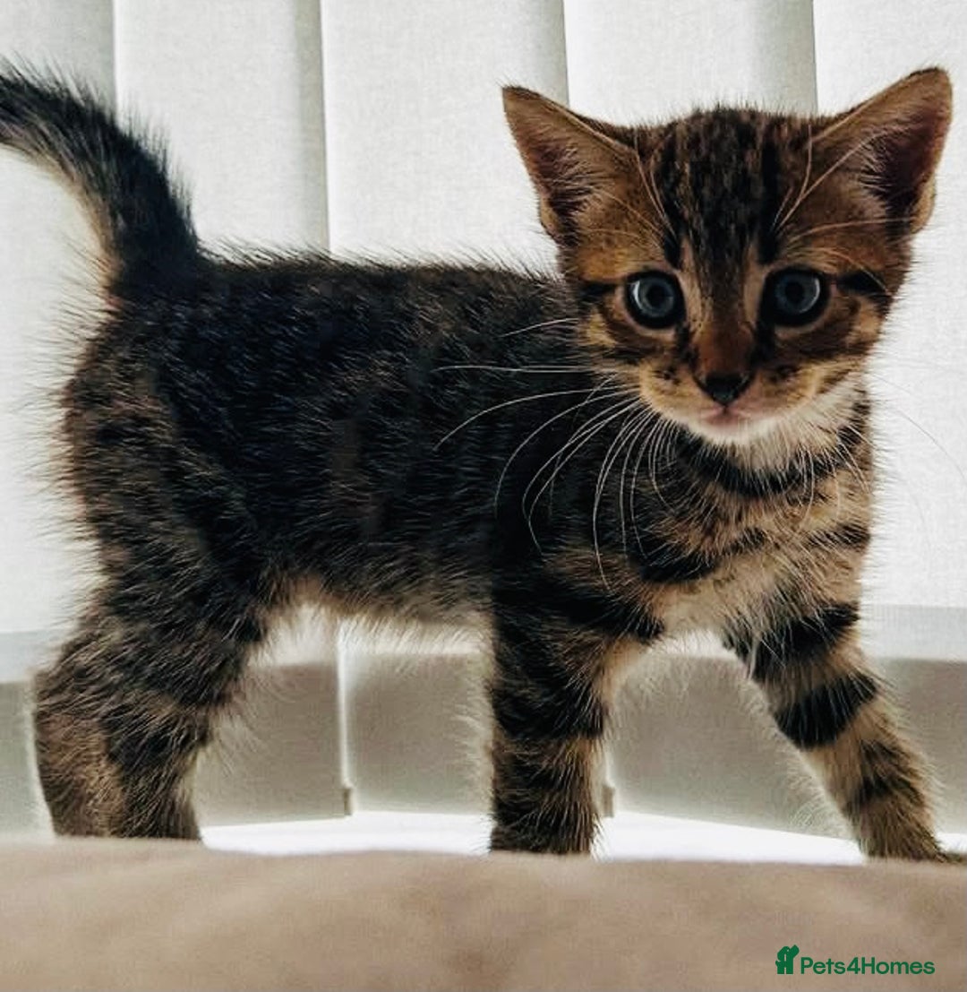 Mixed Breed cats for sale: Absolutely gorgeous litter of Bengal x kittens  - Image 2