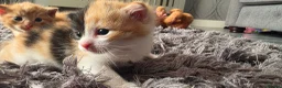 Mixed Breed cats for sale: 1 beautiful girl tortioshell/callico, 1 boy ginger in Gosport - Advert 14