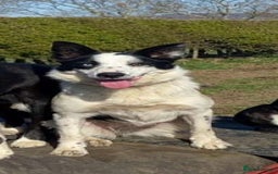 Border Collie dogs for sale: Border Collie female - Image 1