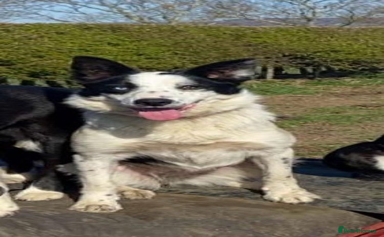 Border Collie dogs - Advert 3