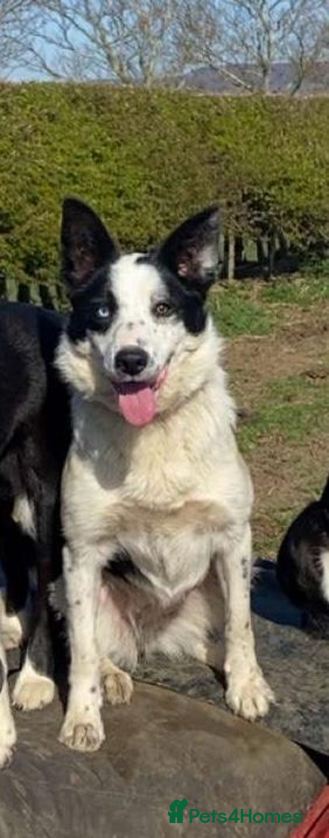Border Collie dogs for sale: Border Collie female - Image 1