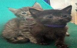 Mixed Breed cats for sale: Friendly and playful kittens  - Image 12