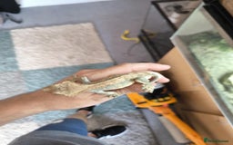 Gecko reptiles for sale: Vivarium with 3 crested geckos - Image 9