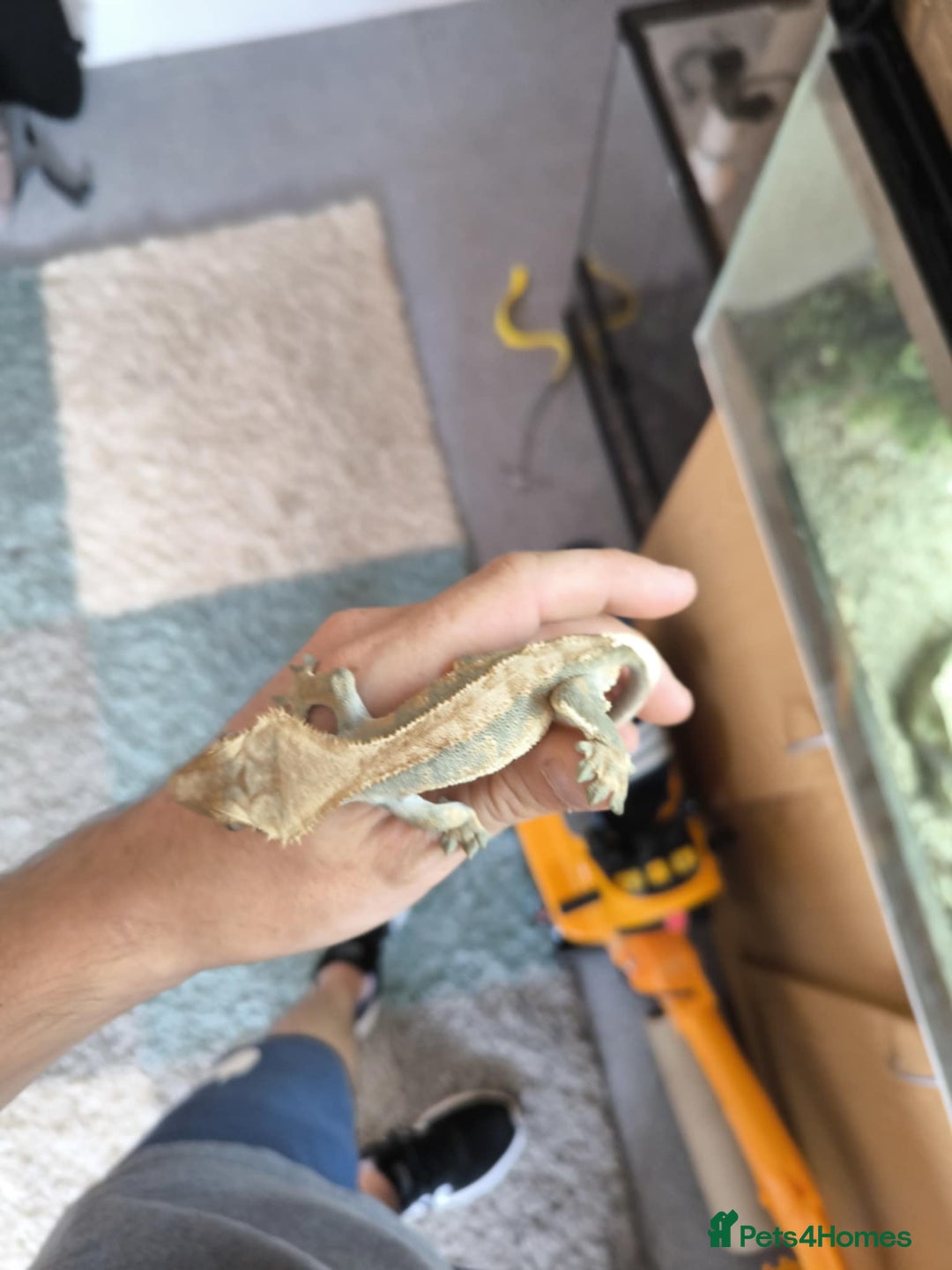 Gecko reptiles for sale: Vivarium with 3 crested geckos - Image 9