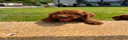 Labradoodle dogs for sale: Stunning red Labradoodle lovely temperament - Advert 17