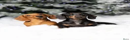 Miniature Dachshund dogs for stud: Kc reg IVDD screened pra clear mini smooth  in Newton Abbot - Advert 23