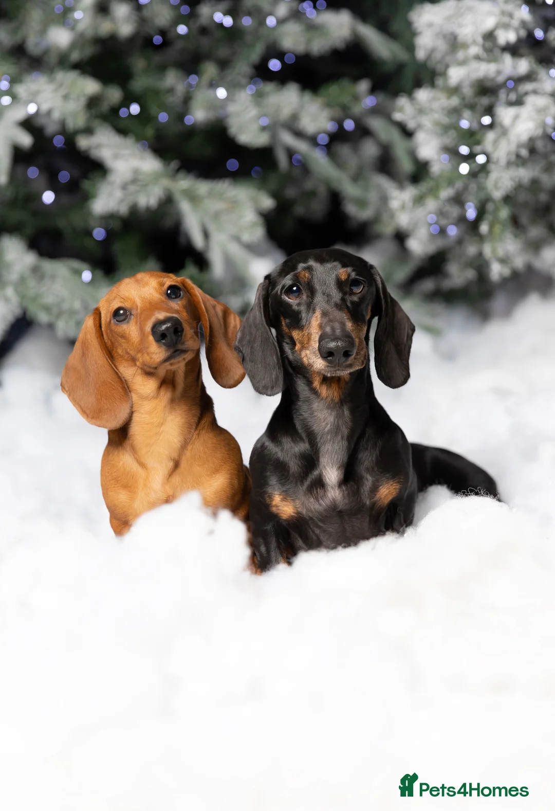 Miniature Dachshund dogs for stud: Kc reg IVDD screened pra clear mini smooth  in Newton Abbot - Advert 23