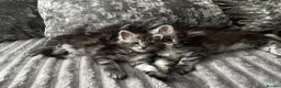 Maine Coon cats for sale: XXL Maine Coons Kittens Champion Sired  - Advert 6