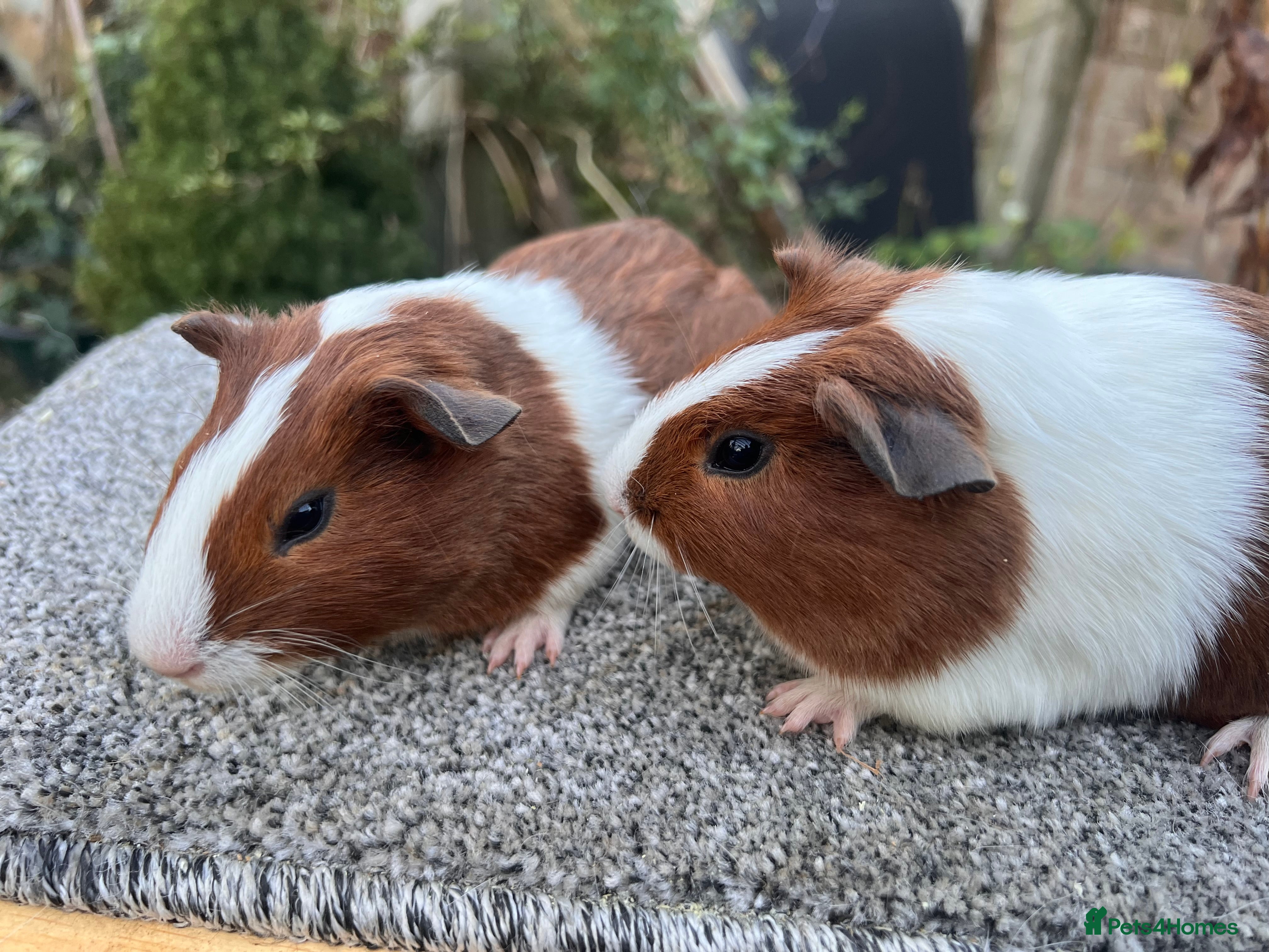 Guinea Pig rodents Pair of red Dutch sisters  - Advert 2