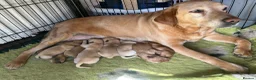 Labrador Retriever dogs for sale: Red / yellow Labrador pups   - Advert 9