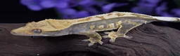 Gecko reptiles for sale: Various crested geckos - Advert 10