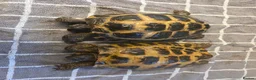 Tortoise reptiles for sale: 2 Russian Tortoises  - Advert 3