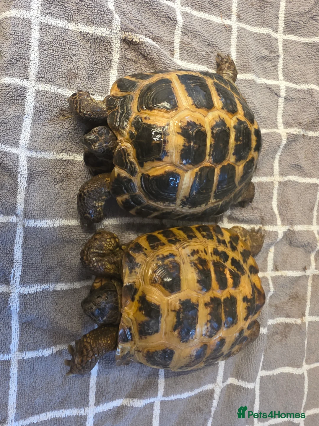 Tortoise reptiles for sale: 2 Russian Tortoises  - Advert 3