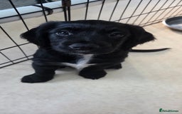 Cocker Spaniel dogs for sale: KC Registered Working Cocker Spaniels - Image 12