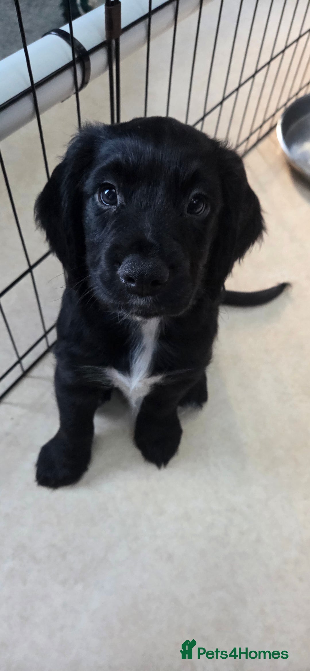 Cocker Spaniel dogs for sale: KC Registered Working Cocker Spaniels - Image 12