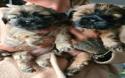 Mixed Breed dogs for sale: Two Shih tzu mix puppies for sale  - Advert 1