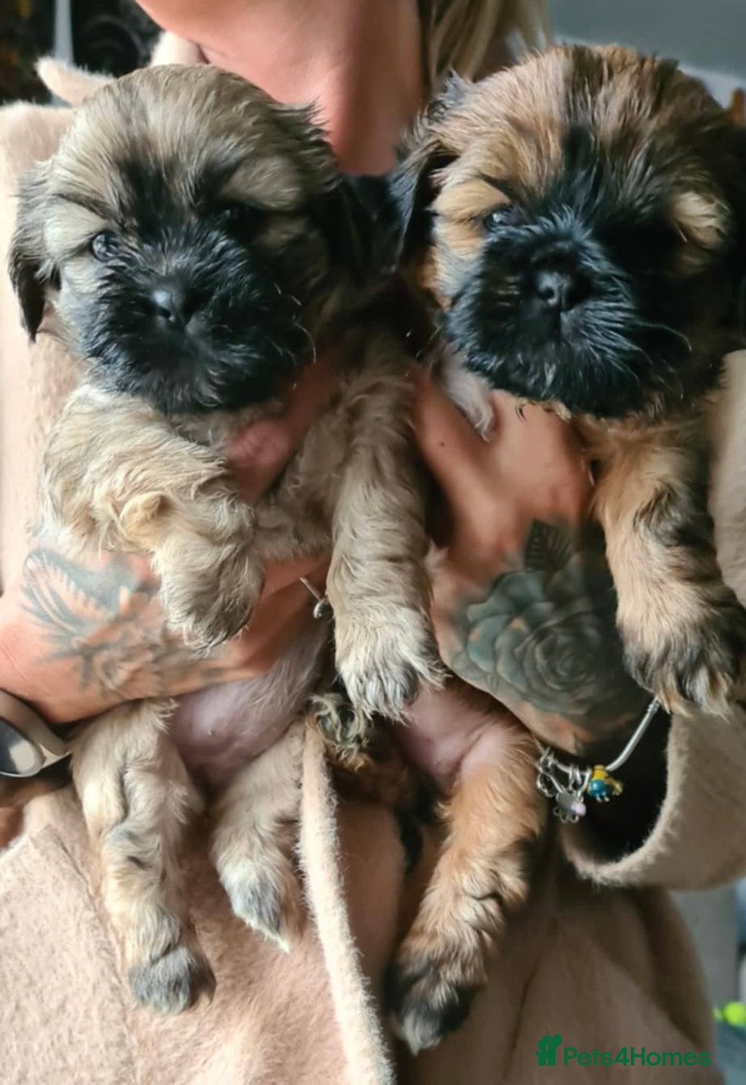 Mixed Breed dogs for sale: Two Shih tzu mix puppies for sale  - Advert 1