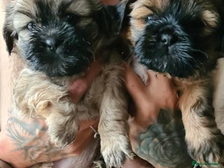 Mixed Breed dogs for sale: Two Shih tzu mix puppies for sale - Advert 1