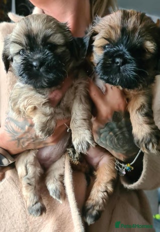 Mixed Breed dogs Two Shih tzu mix puppies for sale - Advert 4