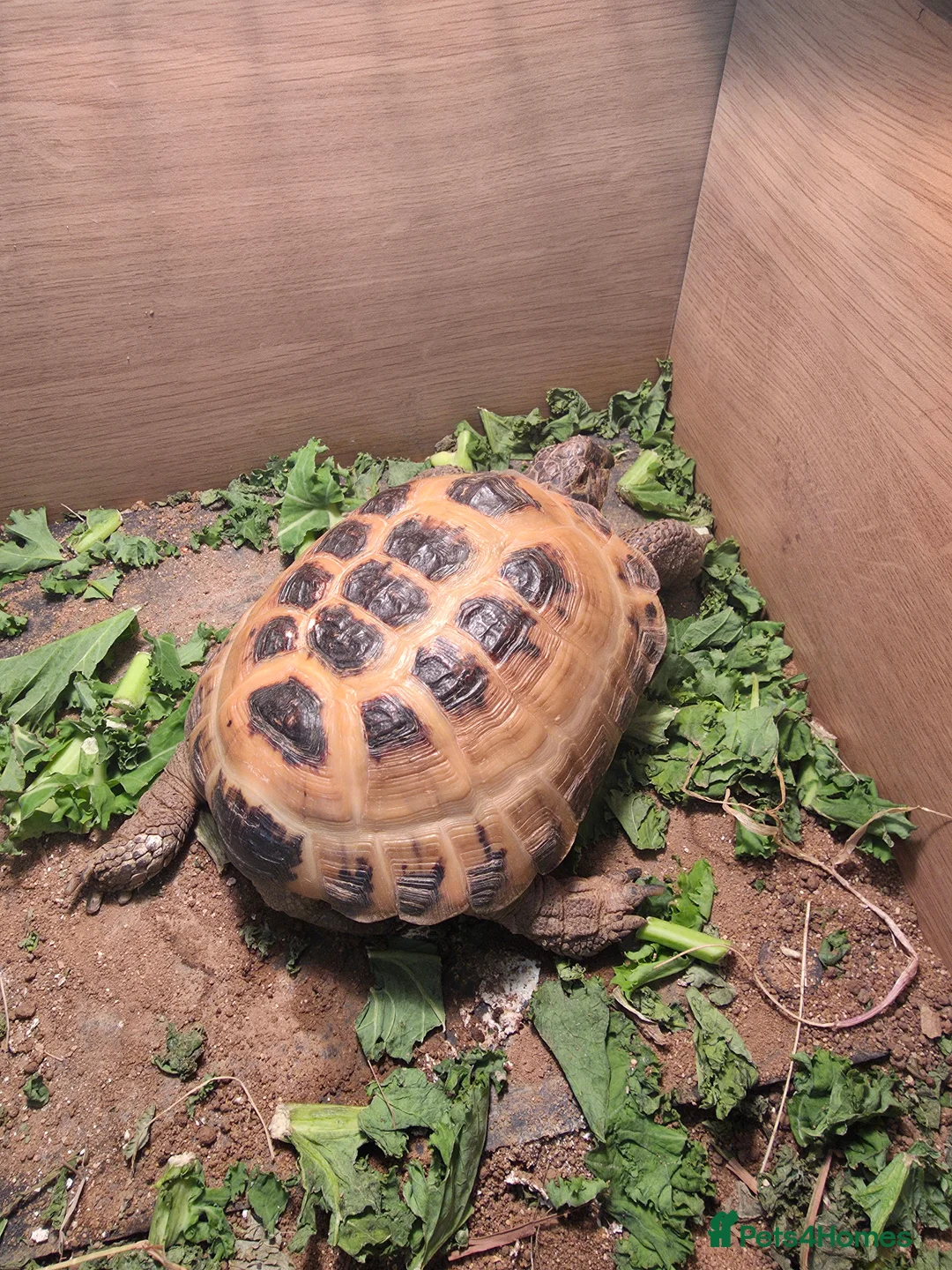 Tortoise reptiles for sale: Horse field male Tortoise  - Advert 1