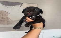 Cane Corso dogs for sale: Pure breed cane corso  - Image 13
