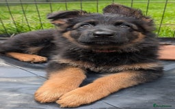 German Shepherd dogs for sale: Gorgeous and healthy German Shepherds Puppies - Image 2
