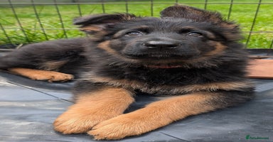 German Shepherd dogs - Advert 7