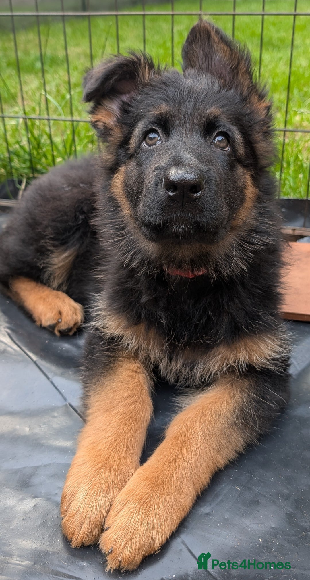 German Shepherd dogs for sale: Gorgeous and healthy German Shepherds Puppies - Image 2