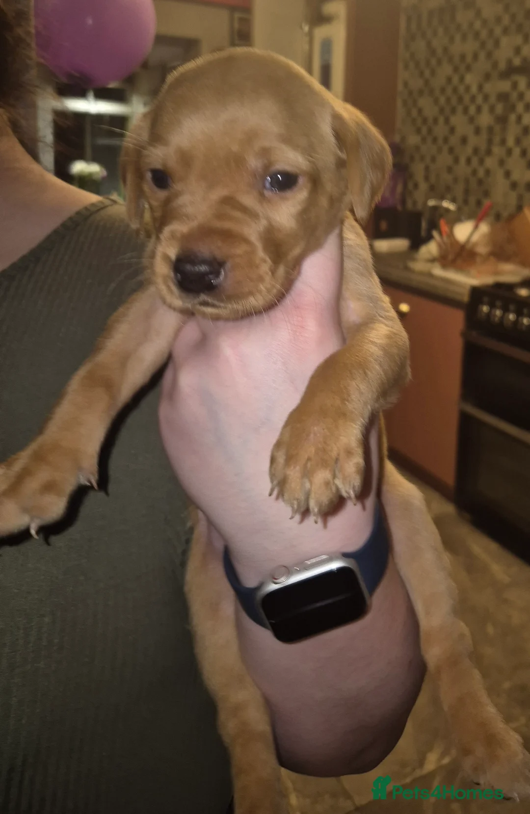 Labrador Retriever dogs for sale: Pedigree KC registered labrador pups. - Advert 25