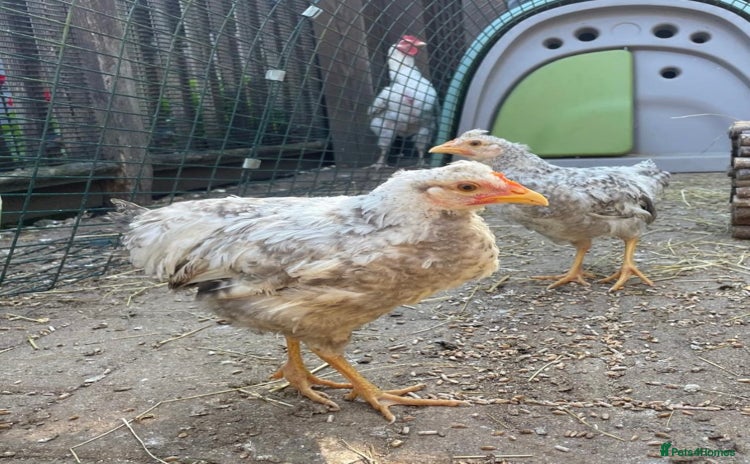 Chickens poultry - Advert 1