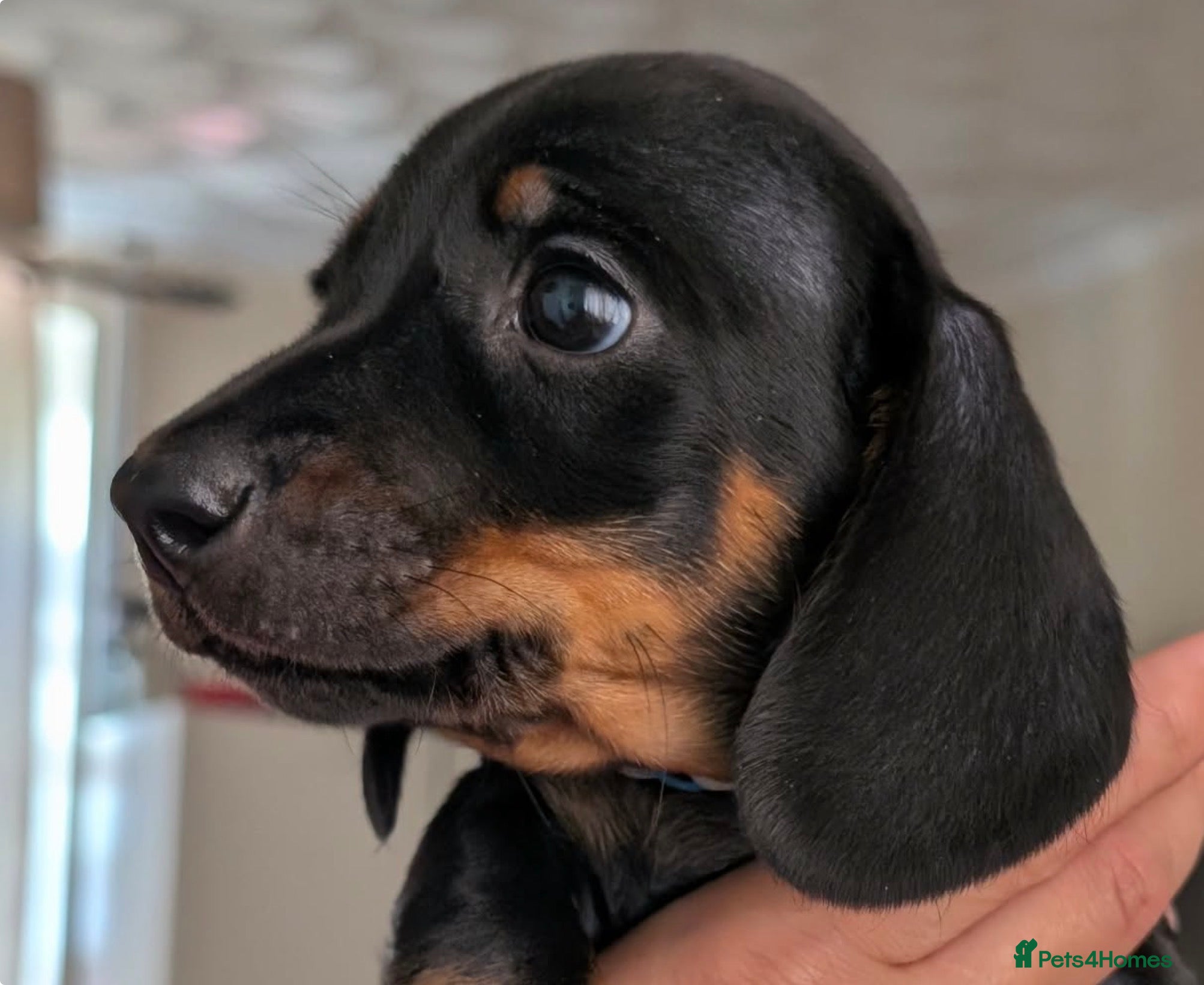 Miniature Dachshund dogs Miniature dachshund babies  - Advert 19