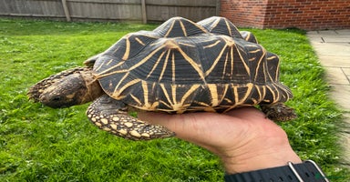 Tortoise reptiles - Advert 7