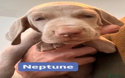 Weimaraner dogs for sale: Weimaraner litter - Image 5