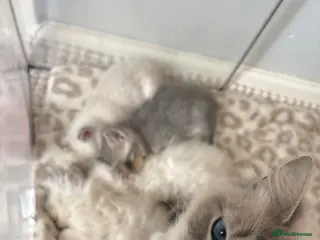 Mixed Breed cats Ragdoll x BSH Kittens - Advert 1