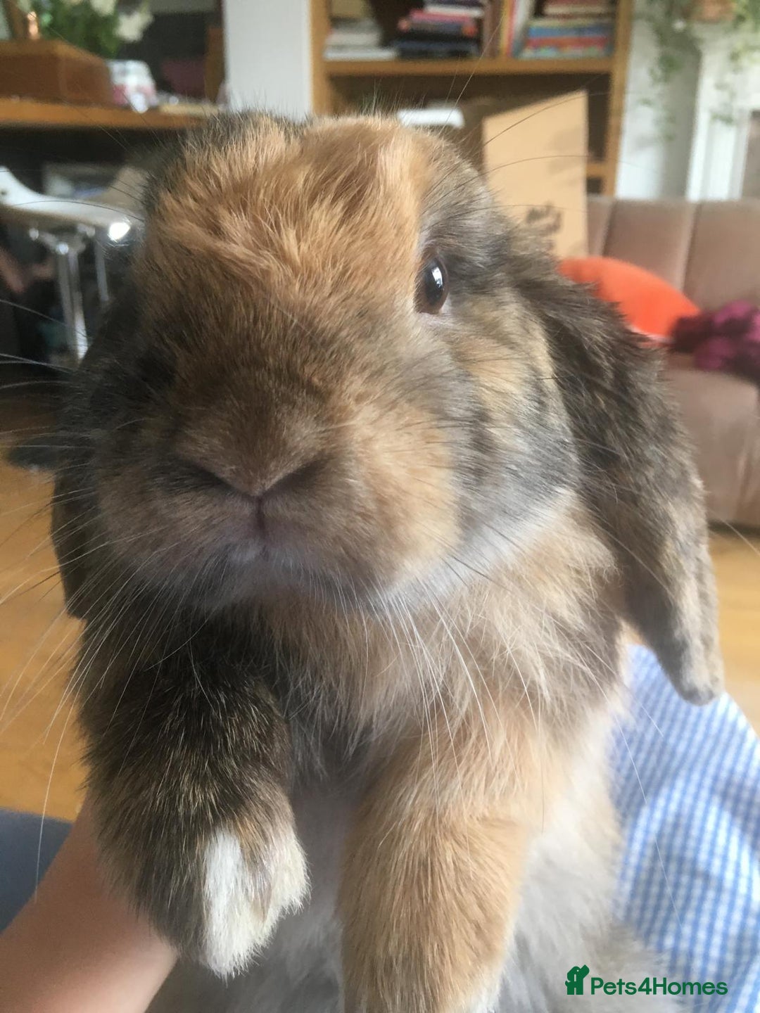 Mini Lop rabbits for sale: 2 male Mini Lop Bunnies - Advert 5