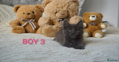 Maine Coon cats - Advert 11