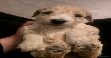 Cockapoo dogs - Advert 1