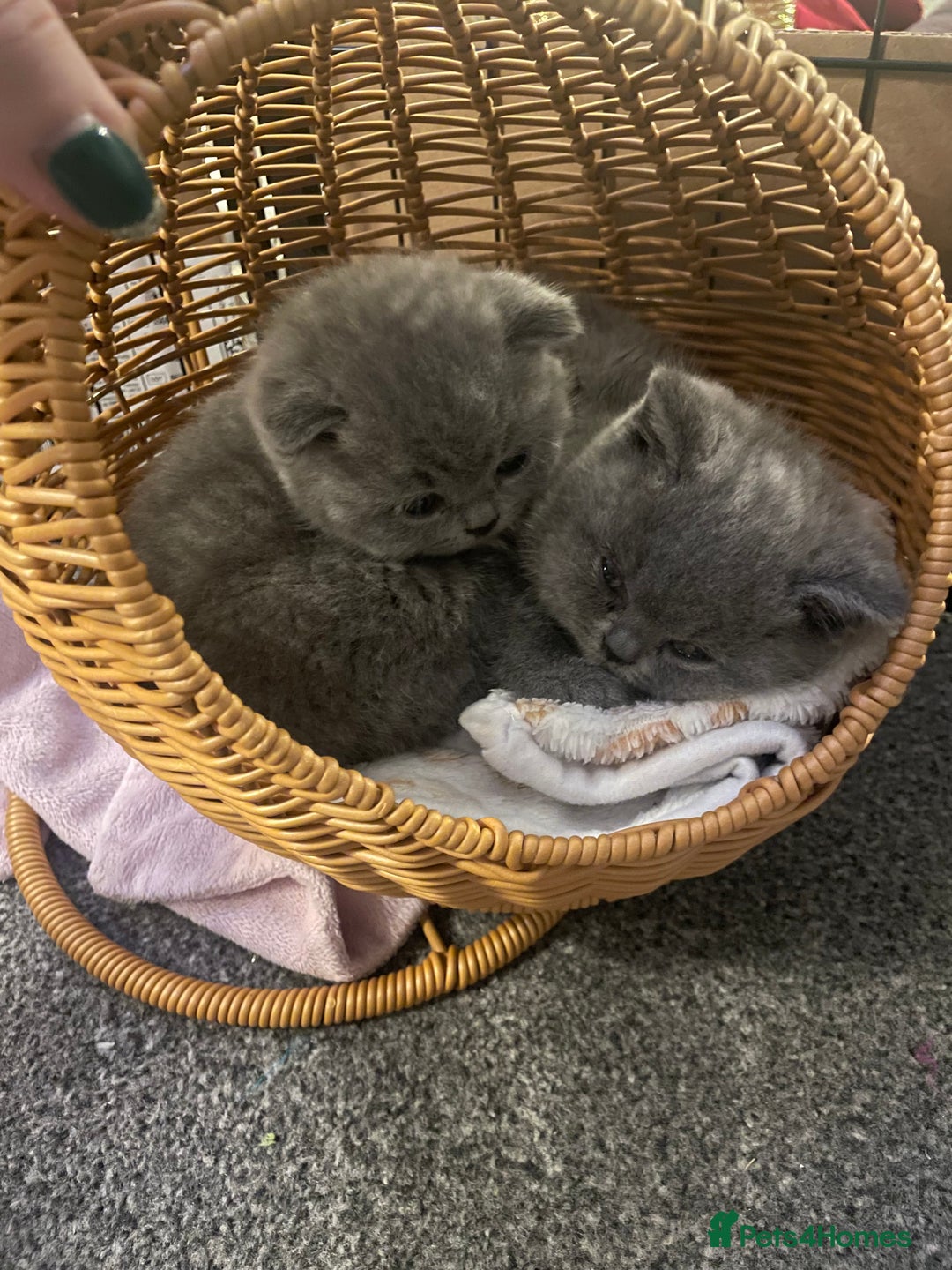 British Shorthair cats for sale: Stunning pure bred BSH kittens - Advert 10