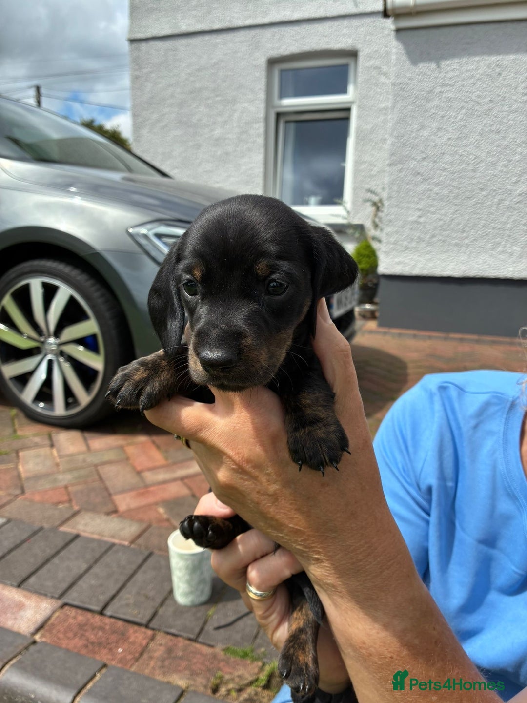 Miniature Dachshund dogs for sale: Miniature dachshund puppies  - Image 12