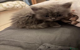 British Shorthair cats for sale: 5 British Chinchilla Shorthair Mix Kittens - Image 12