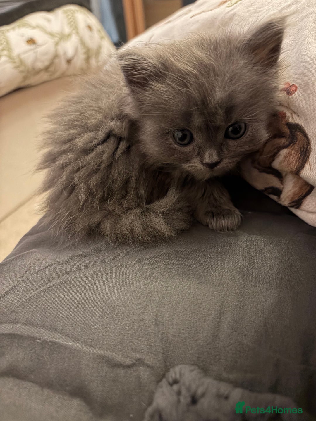 British Shorthair cats for sale: 5 British Chinchilla Shorthair Mix Kittens - Image 12