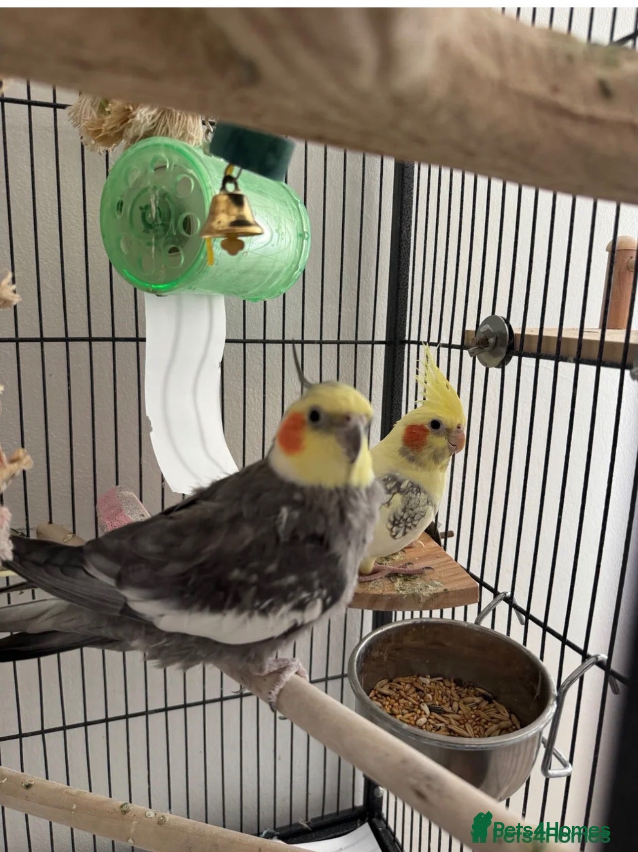 Cockatiels birds Cockatiels for sale including cage - Advert 1