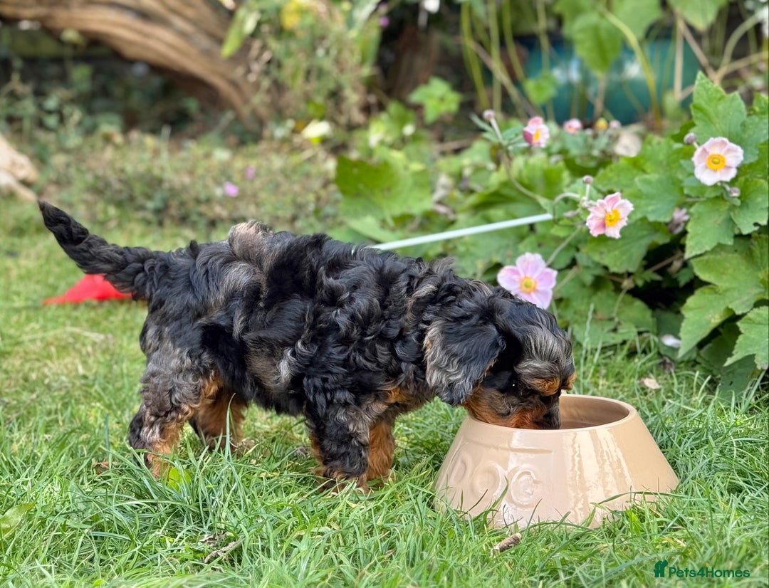 Mixed Breed dogs for sale:  Unique Merle Double Doodle Ready from 9th August - Image 18