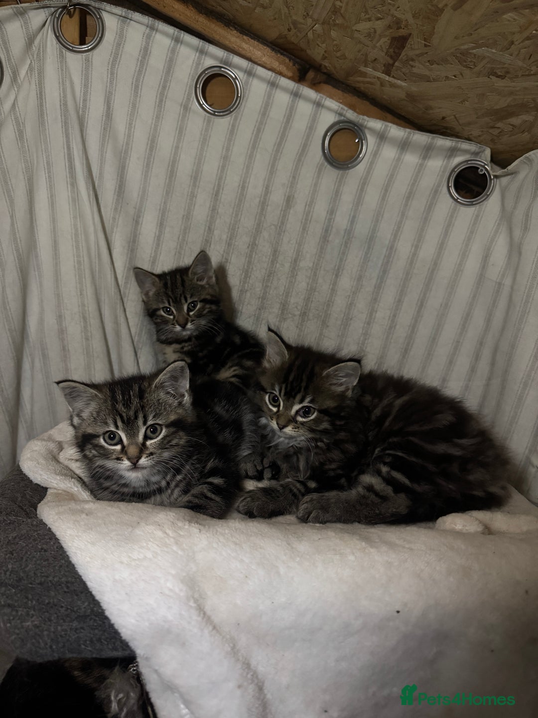 Mixed Breed cats for sale: 5 gorgeous fluffy tabby kittens  - Advert 4