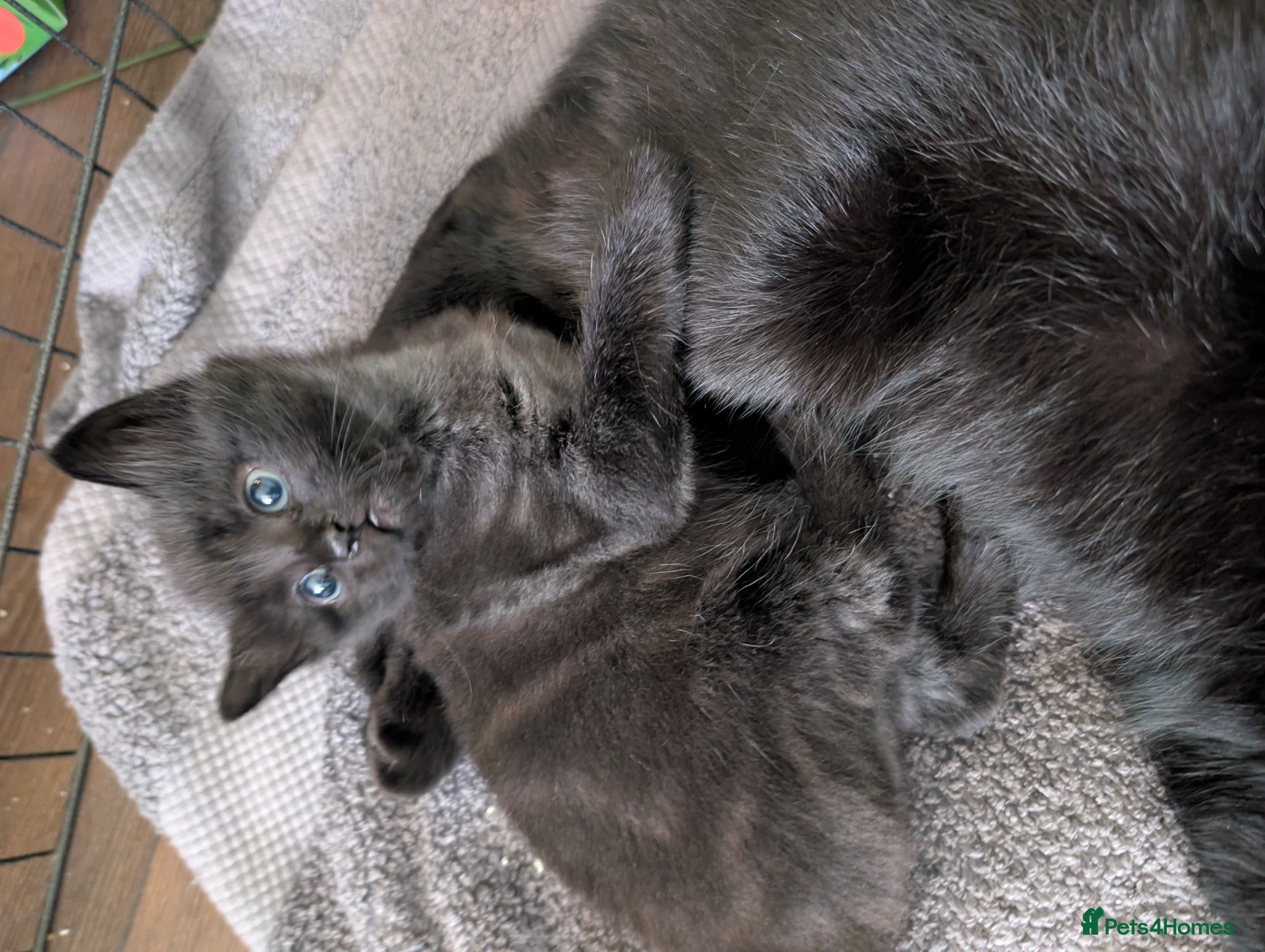 Mixed Breed cats Beautiful boy with black and grey marbling! - Advert 1