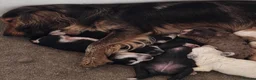 Cockapoo dogs for sale: Cockapoo Babies 🐾🐾🐾 - Advert 18