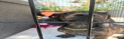 Miniature Dachshund dogs for sale: dachshund puppies UNIQUE fur patterns - Advert 10