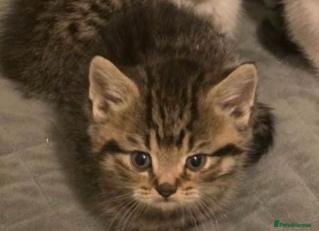 American Shorthair cats Mix breed american shorthair kittens - Advert 2