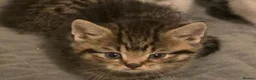 American Shorthair cats for sale: Mix breed american shorthair kittens in Kettering - Advert 1